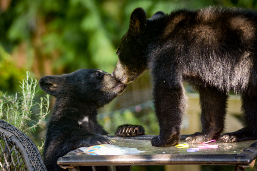 <who> Photo credit: BC SPCA </who> Backyard Habitats 3rd place: Erin Kellie (Gibsons) – Black bears