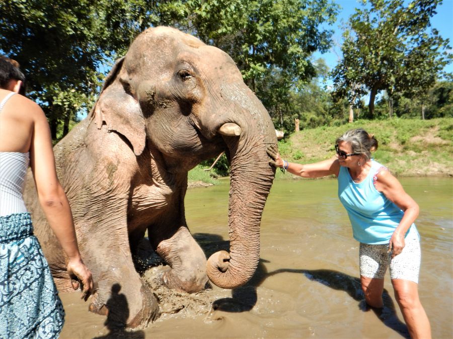 </who>Elephant and tourist mud spa.