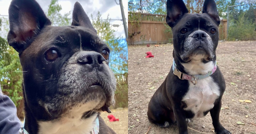 Furever Home Finder: Ruby 