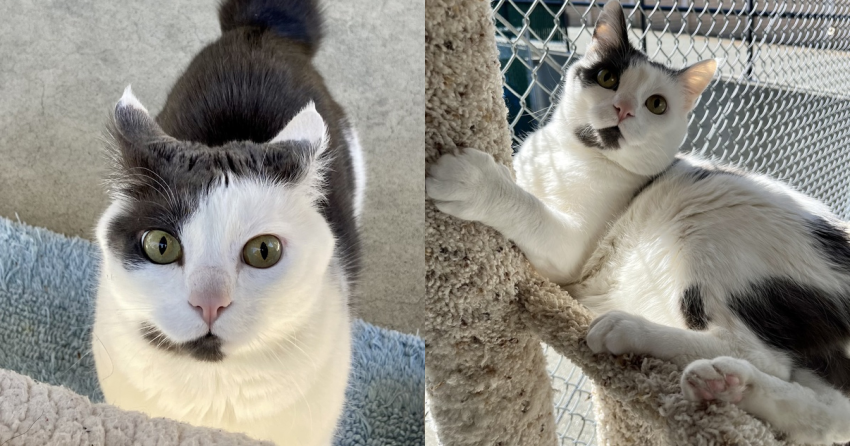Furever Home Finder: Gary