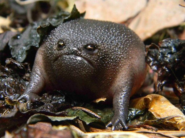 Meet the World's Grumpiest Looking Frog