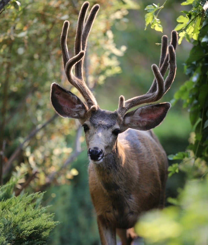 <who>Photo Credit: KelownaNow</who> A deer in the backyard of a lower Mission home. 