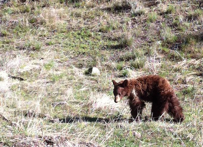 <who> Photo Credit: WildSafeBC. </who> Bear sighting near Kamloops, 2015.