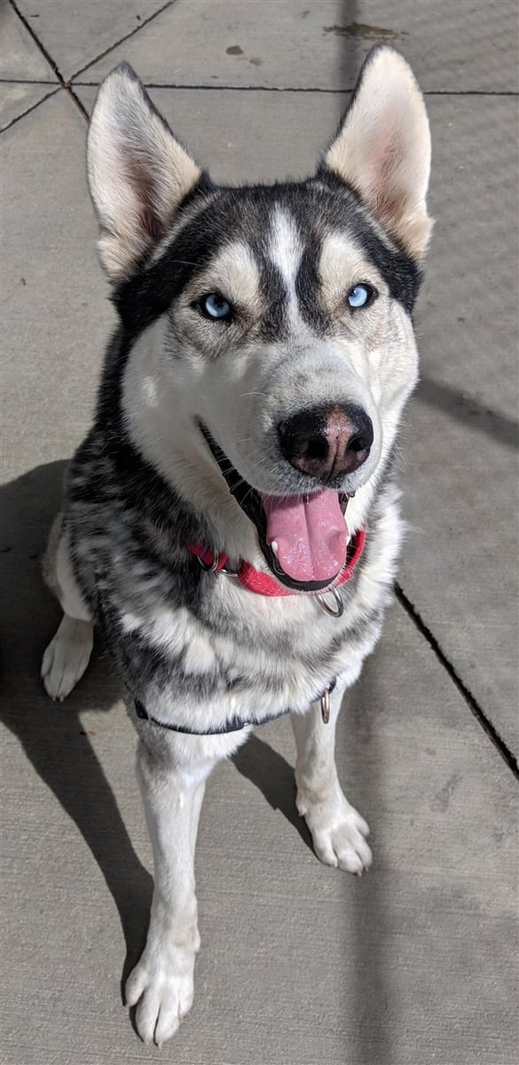 Kelowna SPCA