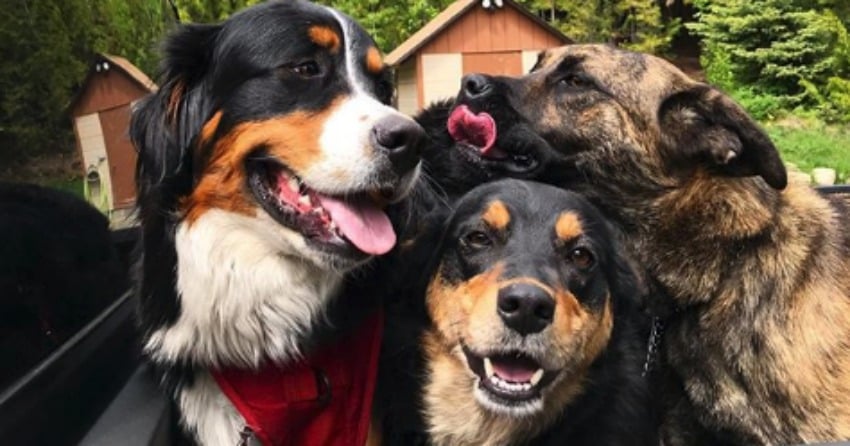 Woof Wednesday Vol. 32