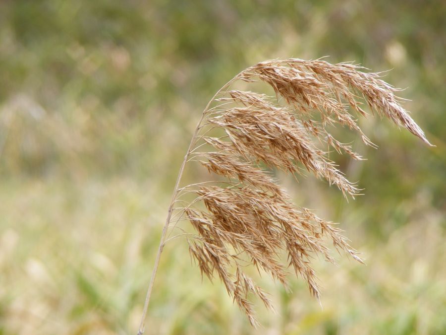 </who>Spear grass is common in the Okanagan and throughout British Columbia in the wild, along roadsides and in unkept lawns.