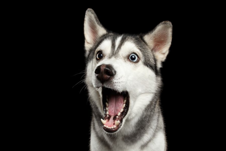 <who> Photo credit: File </who> Siberian huskies were the only dogs studied that did not have the muscle.