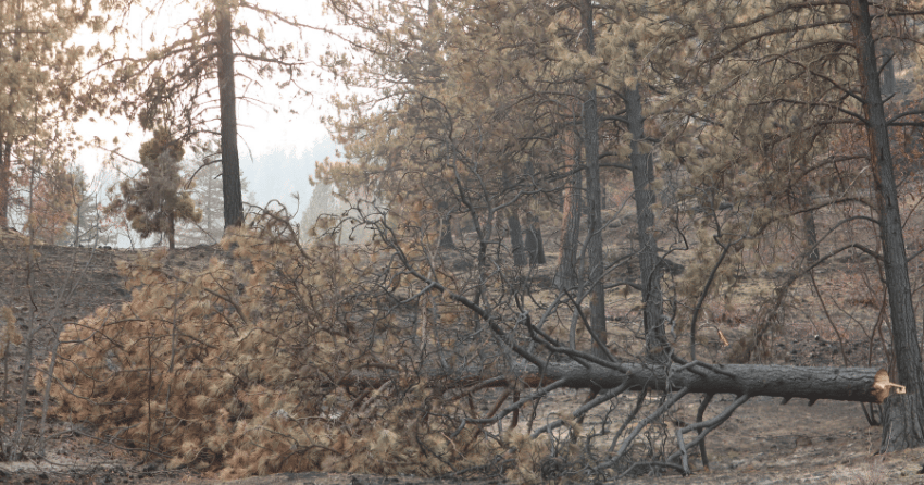 Does logging a burned out forest hurt or help?