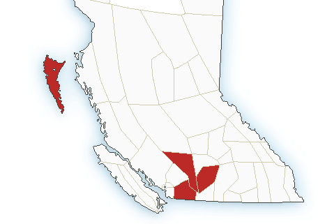 The affected area.