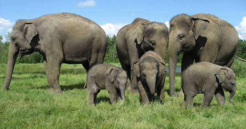 <who>Photo credit: African Lion Safari 