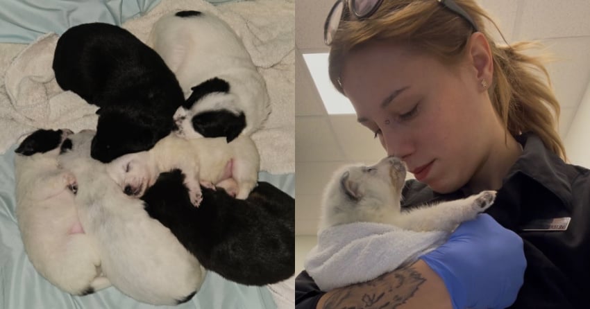 Okanagan Humane Society caring for puppies after crash, death of mother