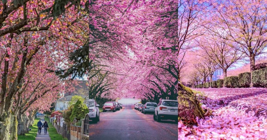 PHOTOS: Vancouver’s iconic cherry blossoms are already blooming