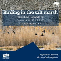 Birding in the salt marsh
