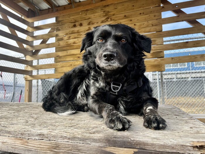 Furever Home Finder: Motley