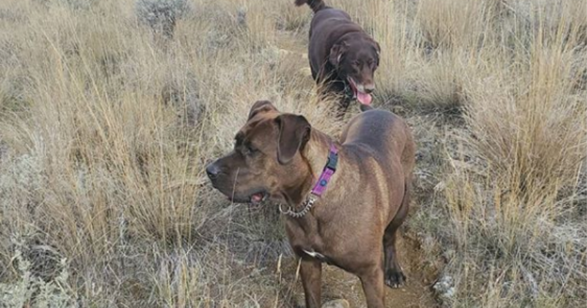 PHOTOS: Woof Wednesday in Kamloops Vol.32