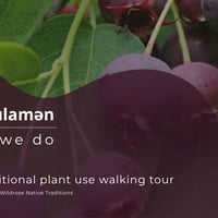 na&rsquo;ʔk&rsquo;ʷulamən (what we do): syilx Traditional Plant Use Walking Tour