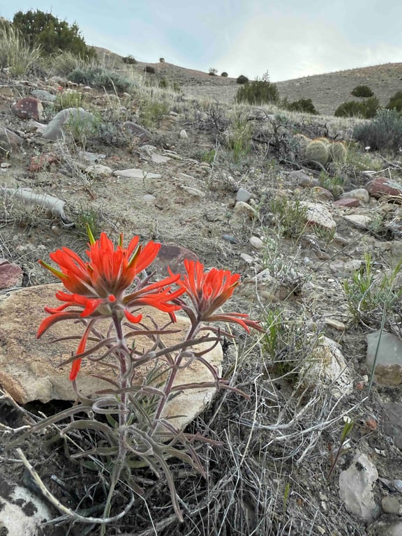 Trail of Meaning Prompts - Summit in Sight