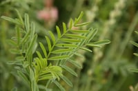 Ukie's esparcettezaadjes