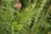 Ukie's kruidenweitje voor paarden