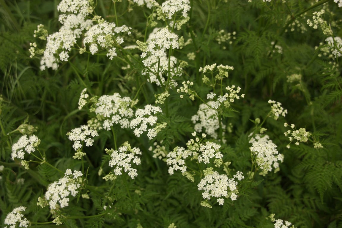 Ukie's Oeverkruiden