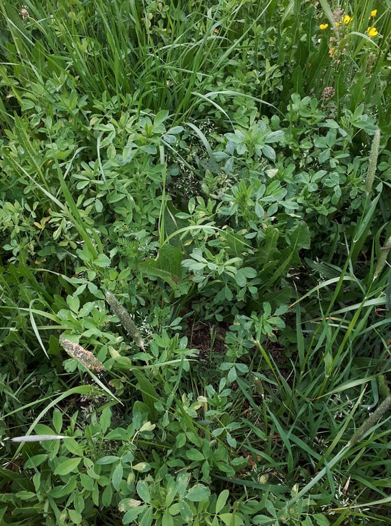 Ukie's luzernezaadjes