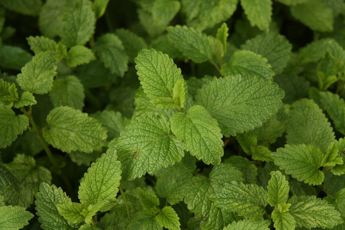 Ukie's theetuintje voor paarden