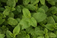 Ukie's theetuintje voor paarden