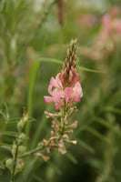 Ukie's esparcettezaadjes