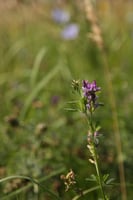 Ukie's luzernezaadjes