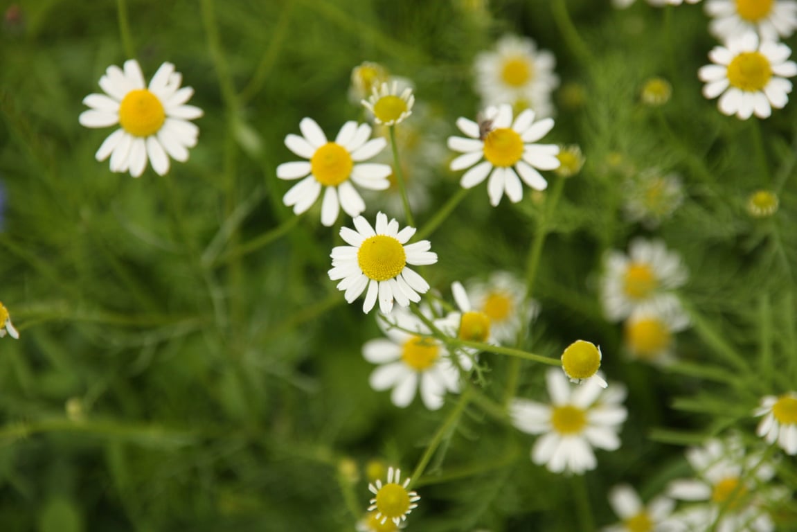 Ukie's theetuintje voor paarden