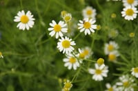 Ukie's theetuintje voor paarden