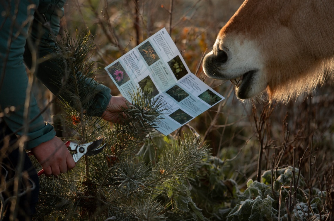 Wildplukwandeling kind