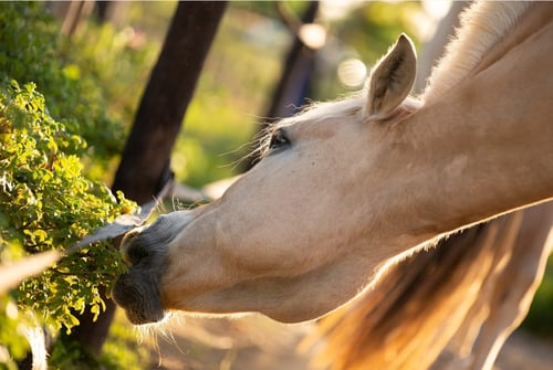 Ben jij al bekend met Passive Physio® voor paarden?