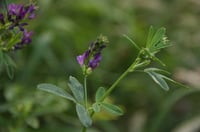 Ukie's luzernezaadjes