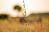 Ukie’s grasmix voor droge paardenweides