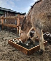 Masterclass: Verrijking voor paarden