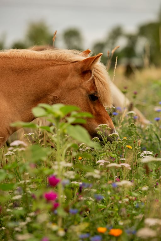 Ukie's bloementuintje voor paarden