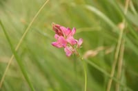 Ukie's esparcettezaadjes