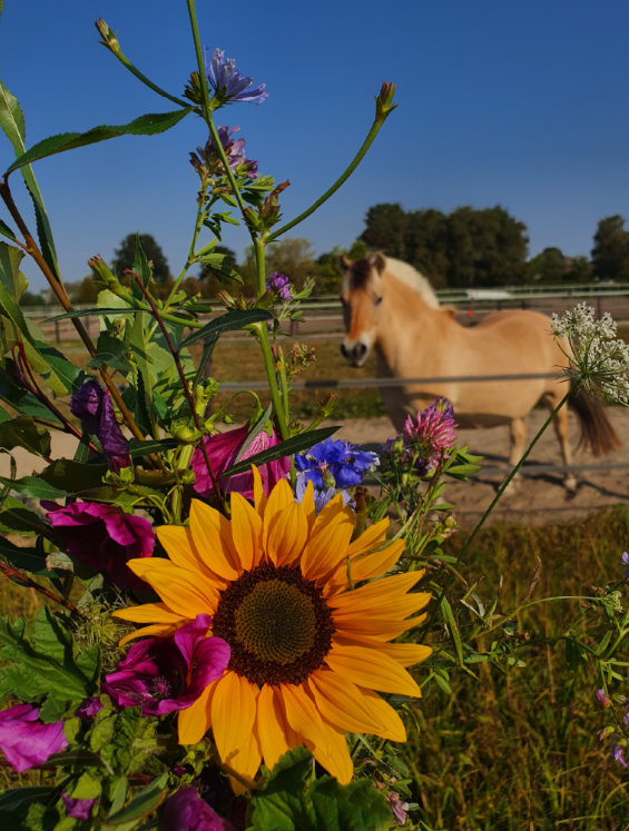 AANBIEDING mix Bloementuintje en Kruidenweitje
