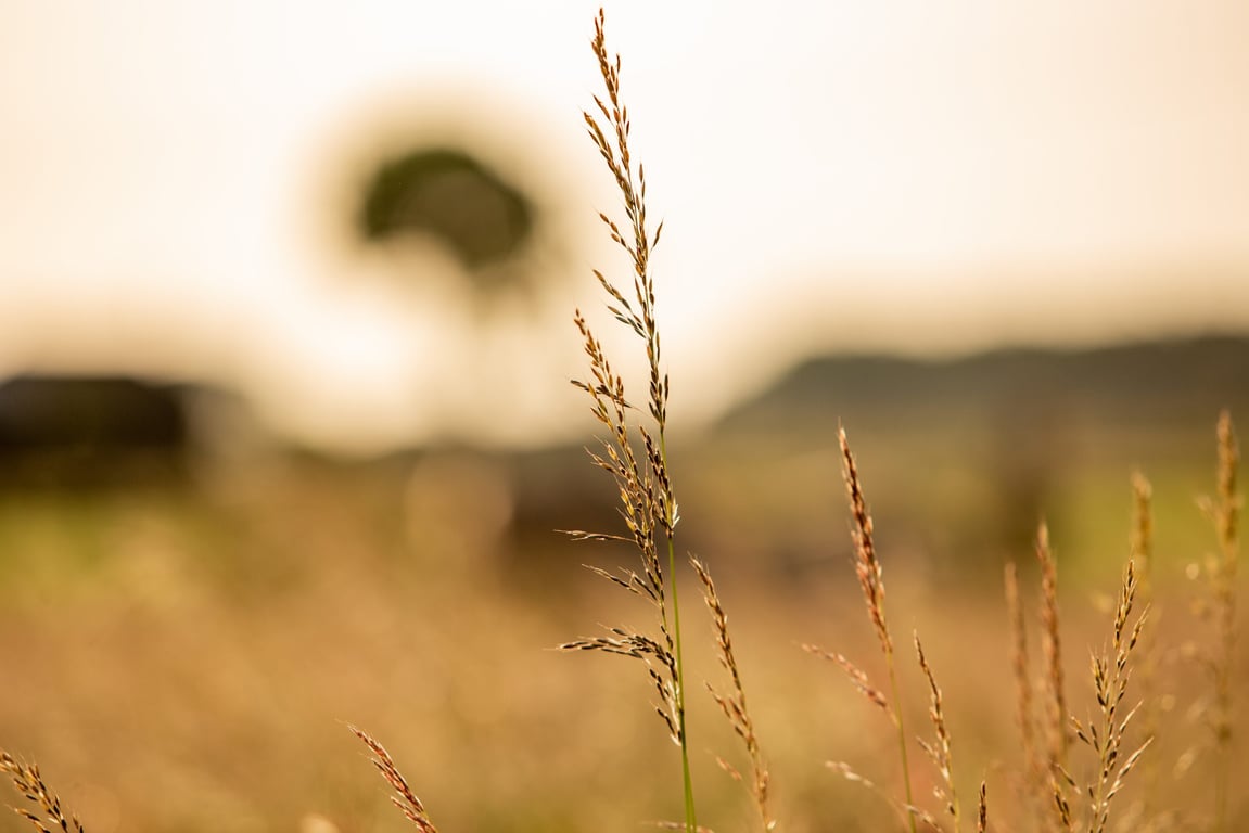 Ukie's grasmix voor natte paardenweides