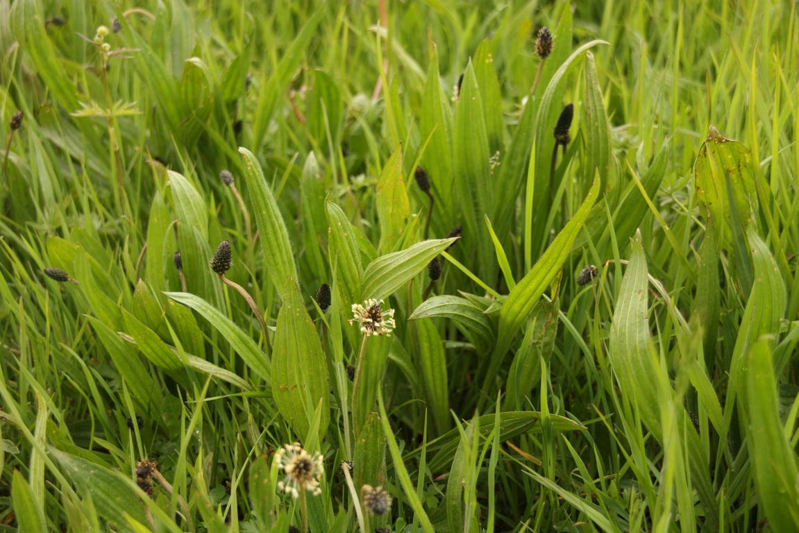 Ukie's kruidenweitje voor paarden