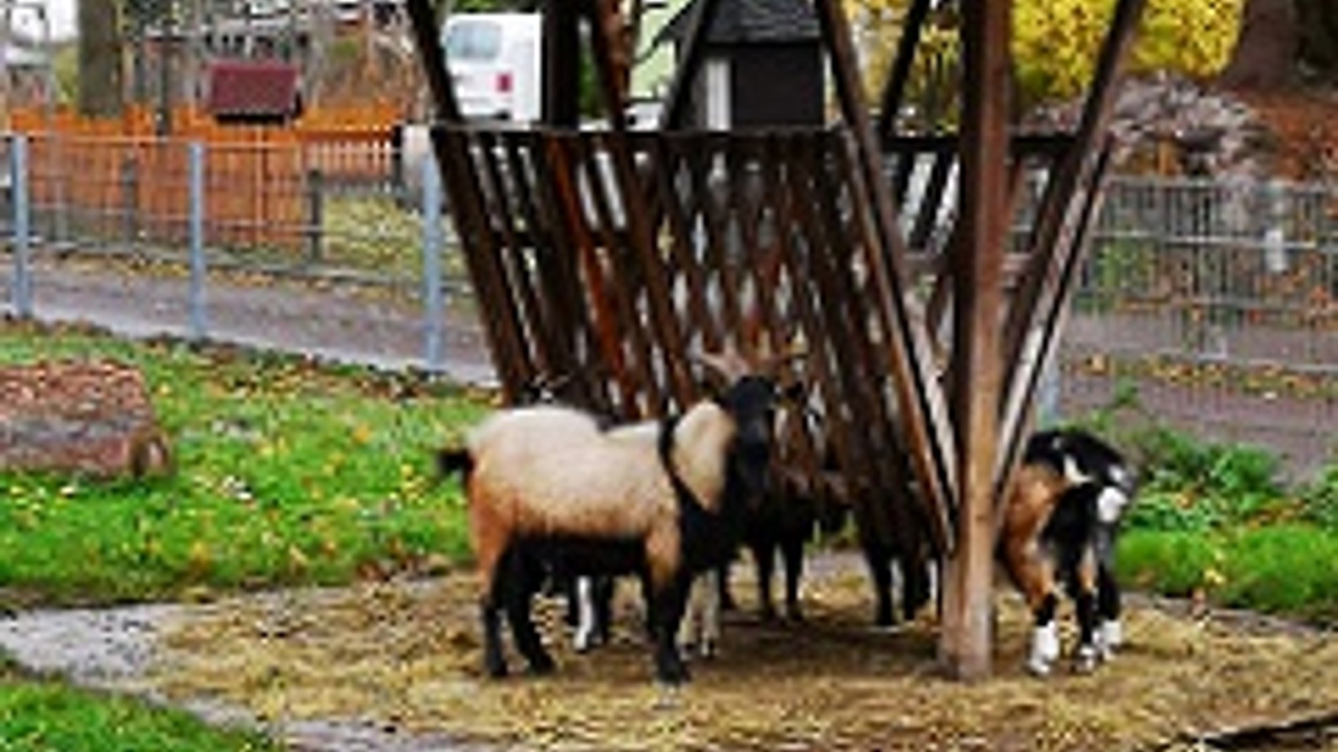 Tierpark am See des Sommercamps