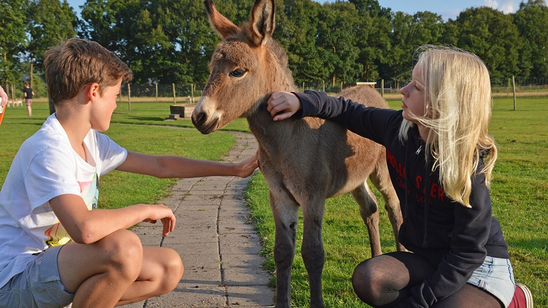 Tierwiese auf dem Gelände des Ferienlagers