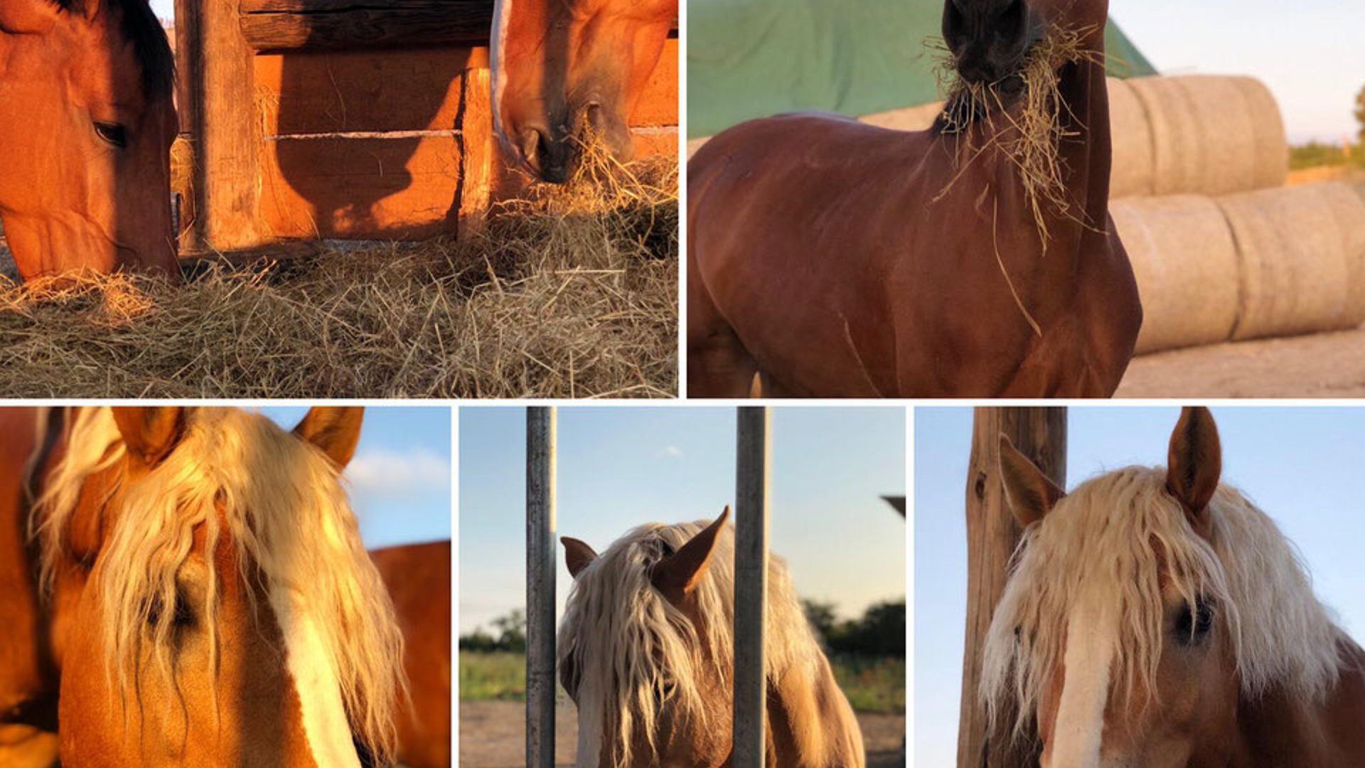 Pferd im Sonnenuntergang