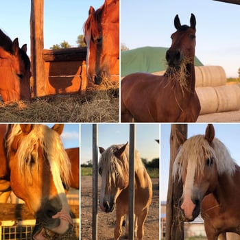 Pferd im Sonnenuntergang