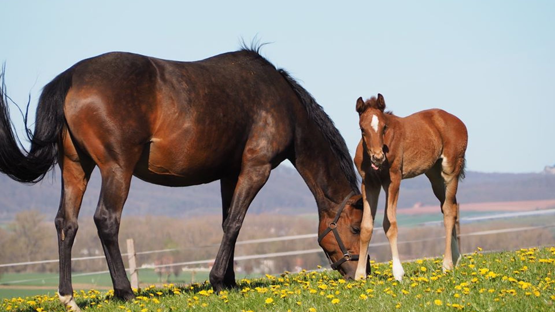 Pferd und Pfohlen auf der Weide