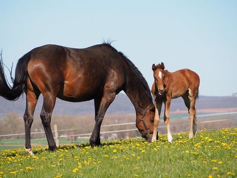 Pferd und Pfohlen auf der Weide