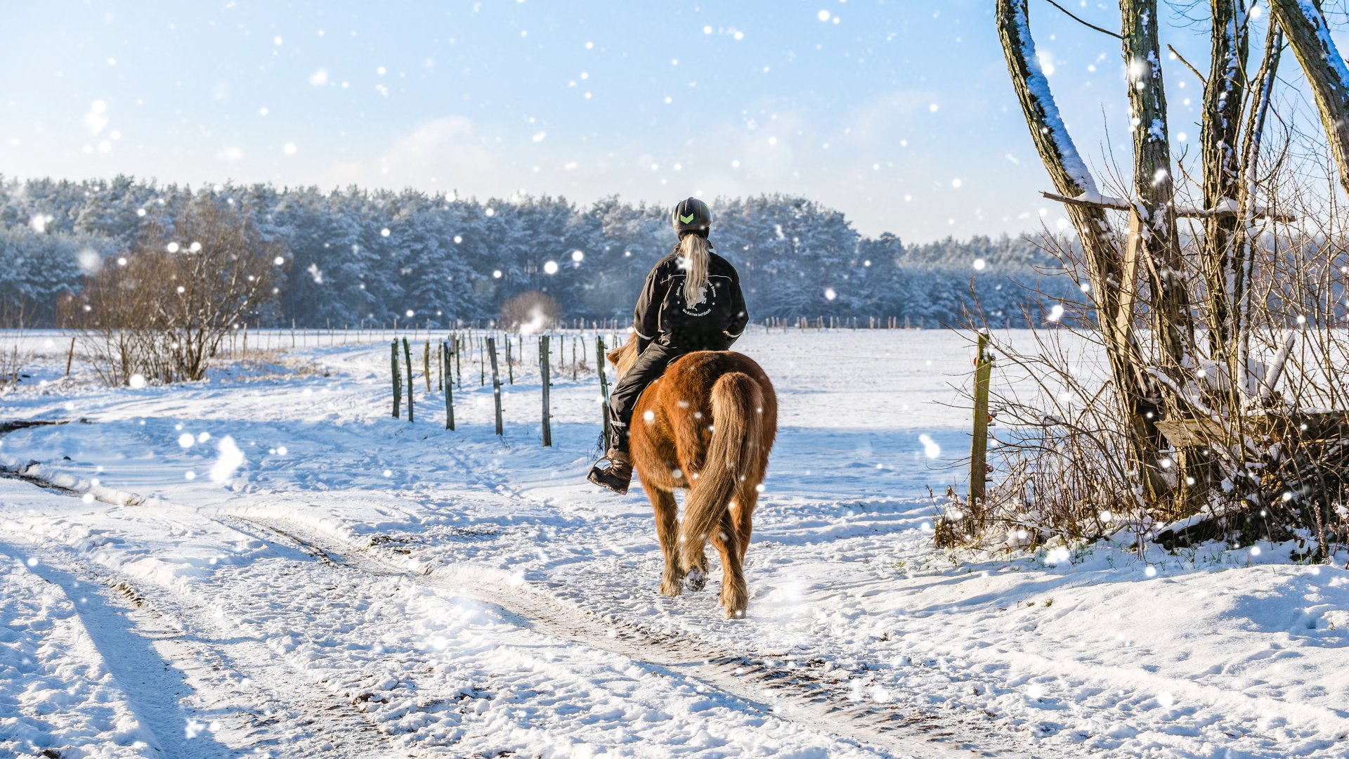 berittene Pferde im Schnee