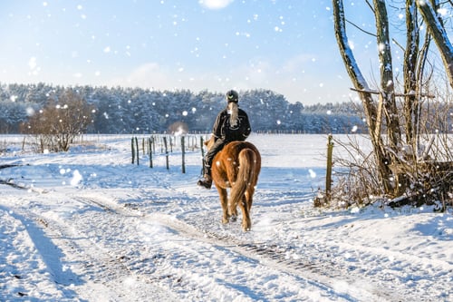 berittene Pferde im Schnee