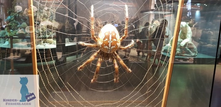 Spinne im Naturkundemuseum